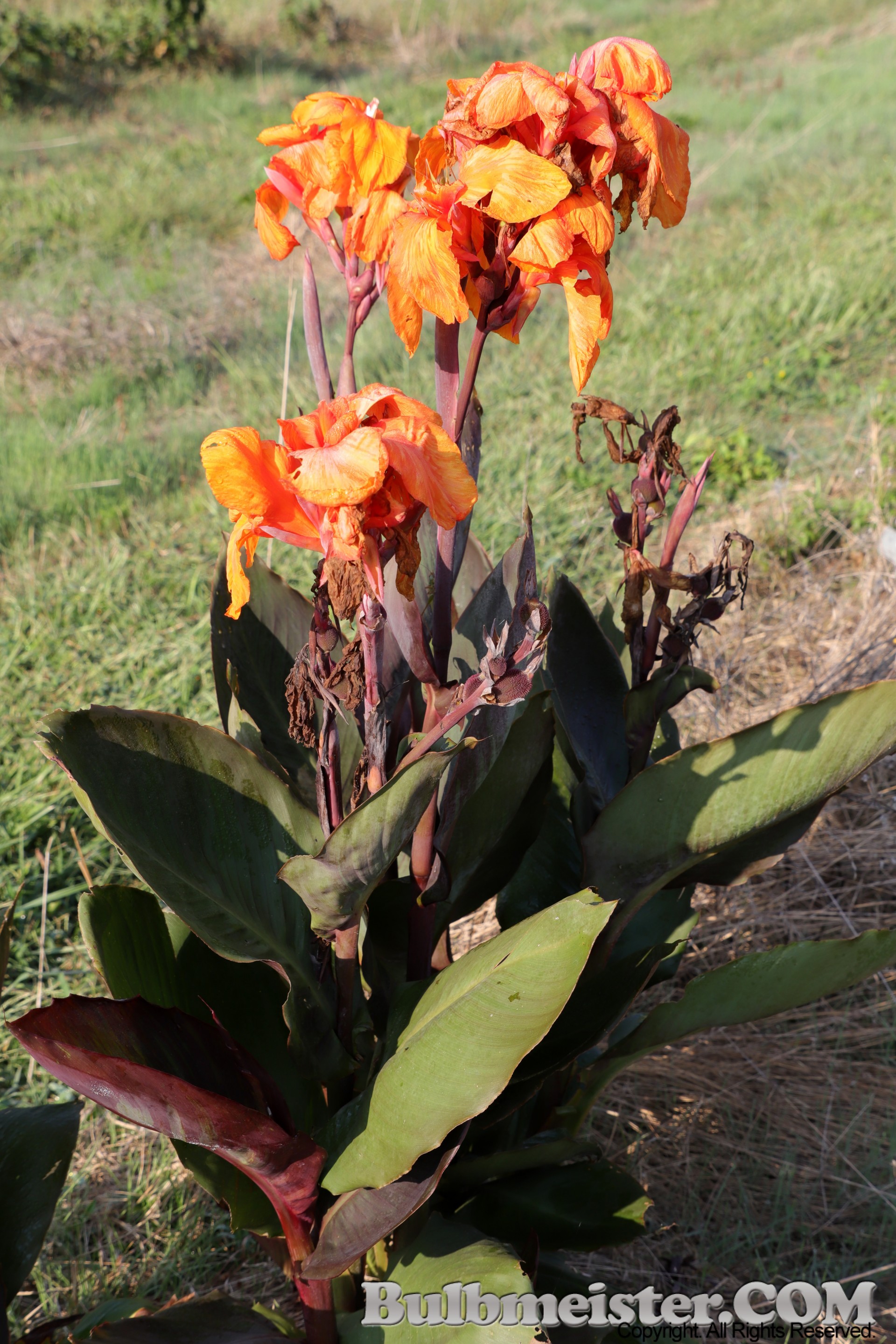 Canna 'Hardy Purple'